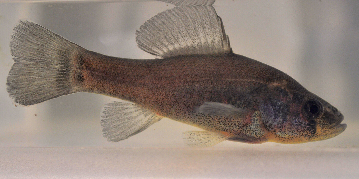 Pirate perch